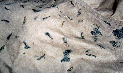 Nhiều[-]nghi[-]vấn[-]về[-]“sinh[-]vật[-]lạ”[-][-]trong[-]quần[-]áo